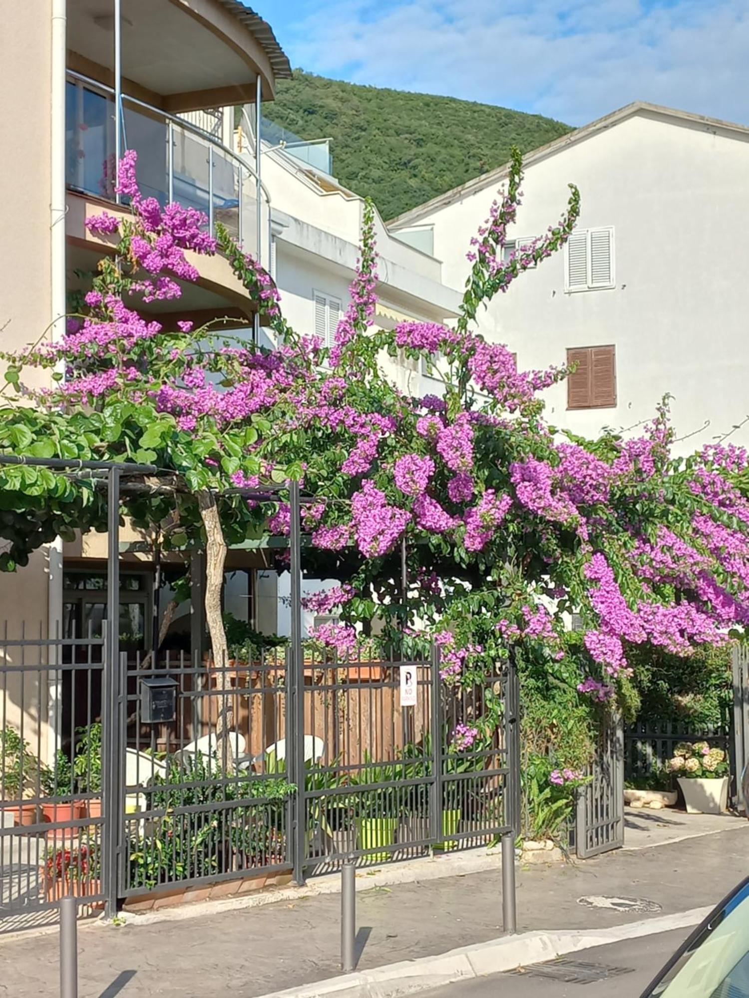 Egon Apartments Budva Luaran gambar